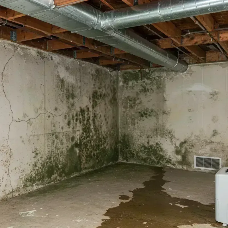 Professional Mold Removal in Schwenksville, PA